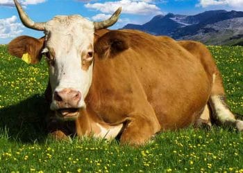 İneklerde Süt Humması ile İlişkili Hastalıklar