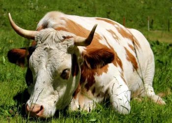 İneklerin Gizli Dertleri