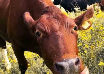 İneklerin Vitaminlere İhtiyacı Vardır