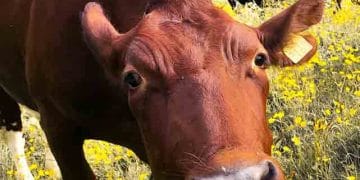 İneklerin Vitaminlere İhtiyacı Vardır