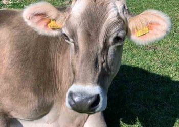 İneklerin Yazlık Dertleri