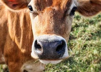 Jersey Irkının Değerini Bilelim