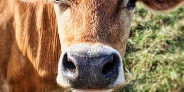 Jersey Irkının Değerini Bilelim