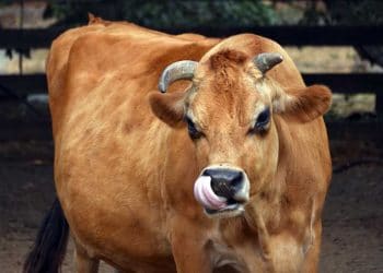 Jersey Sütçü Sığır Irkı