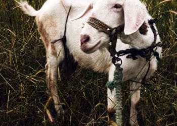 Keçilerde Sarılık Semptomu