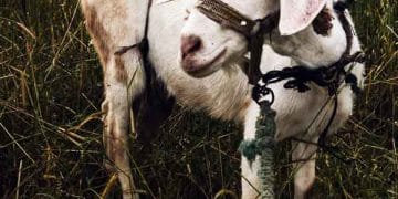 Keçilerde Sarılık Semptomu