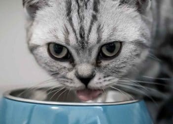 Kediler Nasıl Beslenmeli, Neler Verilmelidir?