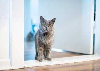 Kediler Sevgilerini Nasıl Gösterir?