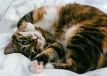 Kediler Tuvaletini Ne Kadar Tutar?