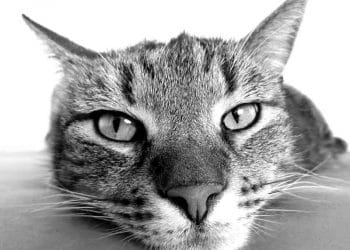 Kedilerde Mide Ülseri Hastalığı