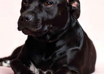 Köpeklerde Mide Ülseri