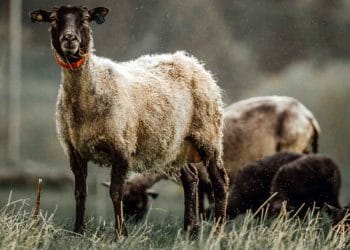 Koyun Vebası, Peste des petits ruminants