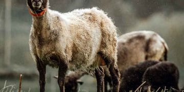 Koyun Vebası, Peste des petits ruminants
