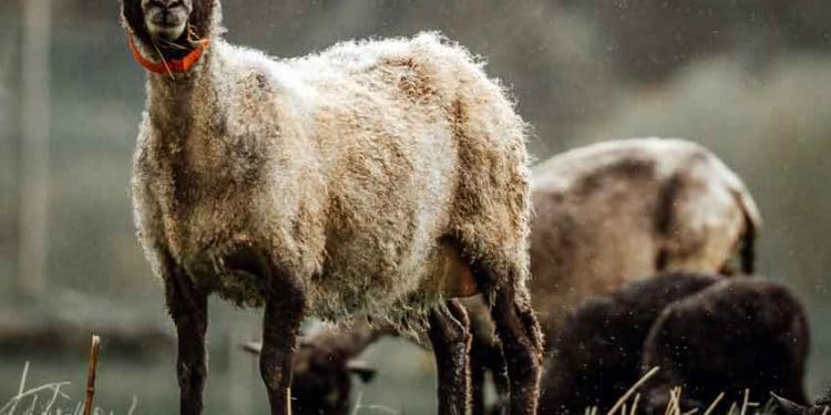 Koyun Vebası, Peste des petits ruminants