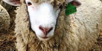 Koyunlarda Sarılık