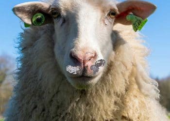 Koyunlarda Siğil (Papilloma)