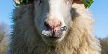 Koyunlarda Siğil (Papilloma)