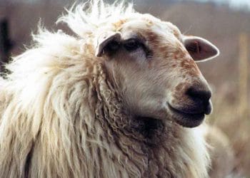 Koyunların Çiçek Enfeksiyonu