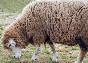 Koyunların Enzootik Yavru Atma Hastalığı