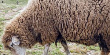 Koyunların Enzootik Yavru Atma Hastalığı