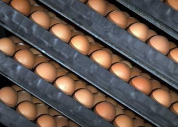 Kuluçkahanelerde Biyogüvenlik