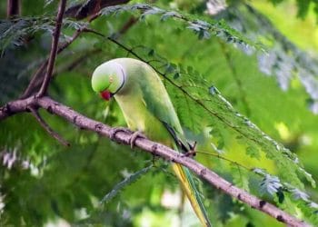 Kuşlarda Salmonella Enfeksiyonu