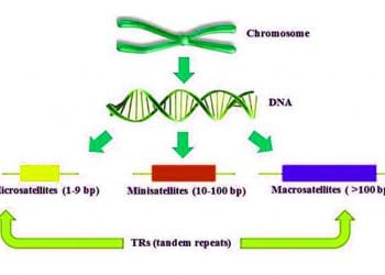 Mikrosatellitler (STR)'lerin Veteriner Hekimliği ve Tıp'taki Yeri