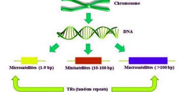 Mikrosatellitler (STR)'lerin Veteriner Hekimliği ve Tıp'taki Yeri