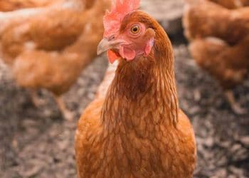 Tavuklarda Değişen Çevre Koşullarında Damızlık