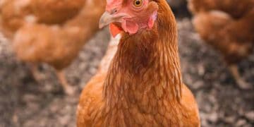 Tavuklarda Değişen Çevre Koşullarında Damızlık