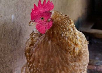 Tavuklarda Pseudotuberculosis Enfeksiyonu