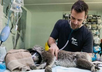 Thinking Interested in Becoming a Veterinarian?