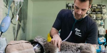 Thinking Interested in Becoming a Veterinarian?