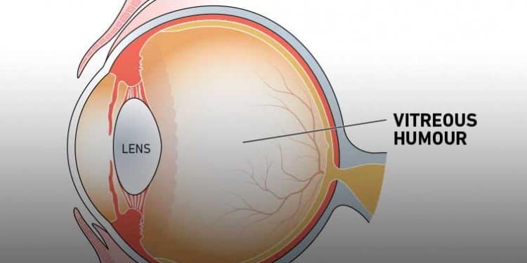 Vitreus Hümor Nedir?