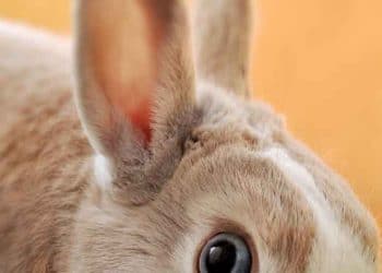 Viyana Tavşanı Nedir?