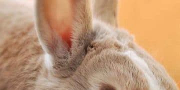 Viyana Tavşanı Nedir?