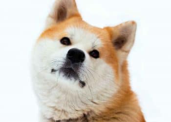 Vogt Koyanagi Harada Sendromu Nedir?