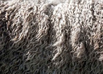 Yapağının Önlenemez Yükselişi