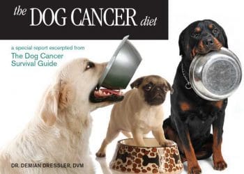 Kanserli Köpekler İçin Diyet Kitabı