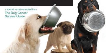 Kanserli Köpekler İçin Diyet Kitabı