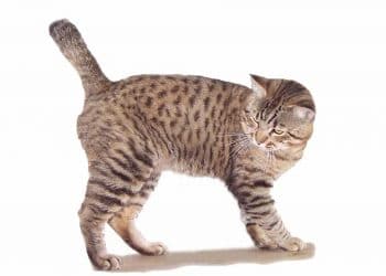 American Bobtail Kedi Irkı ve Özellikleri