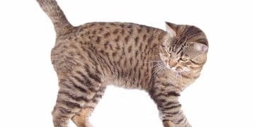 American Bobtail Kedi Irkı ve Özellikleri