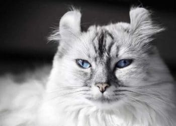 American Curl Kedi Irkı ve Özellikleri