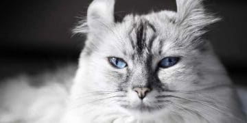 American Curl Kedi Irkı ve Özellikleri