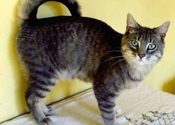 American Ringtail Kedi Irkı ve Özellikleri