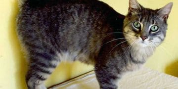 American Ringtail Kedi Irkı ve Özellikleri