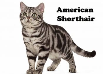 American Shorthair Kedi Irkı ve Özellikleri