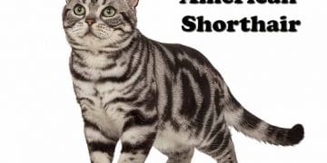 American Shorthair Kedi Irkı ve Özellikleri