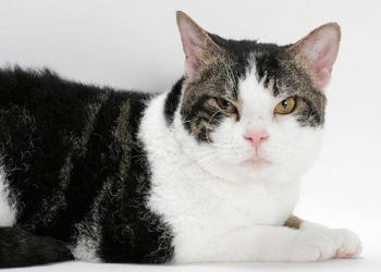 American Wirehair Kedi Irkı ve Özellikleri
