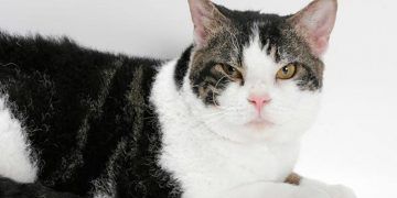 American Wirehair Kedi Irkı ve Özellikleri